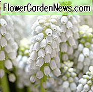 Muscari aucheri เวทมนตร์ขาว, Muscari White Magic, ผักชีฝรั่งองุ่น 'White Magic', หลอดไฟฤดูใบไม้ผลิ, ดอกไม้ฤดูใบไม้ผลิ, ดอกไม้สีขาว, muscari ขาว