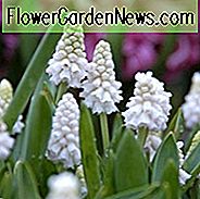 Muscari Azureum Album, Muscari Azureum, ผักชีฝรั่งผักชีฝรั่งของ 'Album', Pseudomuscari Azureum, Hyacinthus Azureus, Hyacinthella Azurea, Muscari Pseudomuscari, Spring Bulbs, Spring Flowers, muscari ขาว, ดอกไม้สีขาว