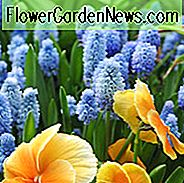 Muscari Azureum ผักตบชวา Azure ผักชี Azureum, Hyacinthus Azureus, Hyacinthella Azurea, Muscari Pseudomuscari, ฤดูใบไม้ผลิหลอดไฟ, ดอกไม้ฤดูใบไม้ผลิ, ฤดูใบไม้ผลิกลางหลอด, ดอกไม้ฤดูใบไม้ผลิสีฟ้า