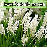Muscari Botryoides อัลบั้ม, ไข่มุกของสเปน, ผักชีฝรั่งสีขาว, กระถางดอกไม้ฤดูใบไม้ผลิ, ดอกไม้ฤดูใบไม้ผลิ, ดอกไม้สีขาว, ผักชนิดหนึ่งผักชนิดหนึ่ง
