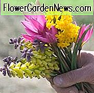 Muscari Macrocarpum 'น้ำหอม', น้ำหอม 'ผักชีฝรั่ง', 'Muscari' Golden Muscle ', Muscari Macrocarpum, Spring Bulbs, Spring Flowers, Muscari สีเหลือง, ผักกาดหอมเหลือง, หลอดไฟกลางฤดูใบไม้ผลิ, หลอดไฟต้นฤดูใบไม้ผลิ