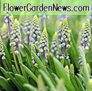 Muscari Armeniacum Saffier, Muscari Saffier, Saffier ผักโขมองุ่น, Spring Bulbs, Spring Flowers, ฤดูใบไม้ผลิกลาง Muscari, ปลายฤดูใบไม้ผลิ Muscari, ดอกไม้สีฟ้า