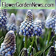 Muscari Aucheri, Muscari Ocean Magic, ผักชีฝรั่งองุ่น 'Ocean Magic', หลอดไฟฤดูใบไม้ผลิ, ดอกไม้ฤดูใบไม้ผลิ, หลอดไฟสีฟ้า, หลอด Blue ต้นฤดูใบไม้ผลิ, หลอดไฟกลางฤดูใบไม้ผลิสีฟ้า