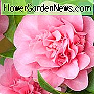 Camellia x Williamsii 'Debbie', Kamelie 'Debbie', 'Debbie' Camellia, Kamelie japonica 'Debbie', Winter blühende Kamelien, Frühling blühende Kamelien, Kamelien der mittleren Jahreszeit, rosa Blumen, rosa Kamelien