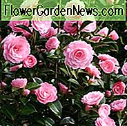 Kamelie x Williamsii 'E.G. Waterhouse ', Camellia E.G. Waterhouse, E.G. Waterhouse Camellia, Frühling blühende Kamelien, Späte Jahreszeit Kamelien, rosa Blüten, rosa Kamelien