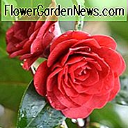 Kamelie x Williamsii 'Les Jury', Kamelie Les Jury, Les Jury Kamelie, Kamelie japonica 'Debbie', Frühling blühende Kamelien, Späte Jahreszeit Kamelien, rote Blumen, rote Kamelien