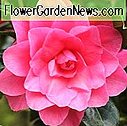 Kamelie x Williamsii 'Seerose', Kamelie 'Seerose', 'Seerose' Kamelie, Herbst blühende Kamelien, Winter blühende Kamelien, blühende Kamelien, frühe bis späte Jahreszeit Kamelien, rosa Blüten, rosa Kamelien