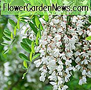 Robinia pseudoacacia, gemeine Robinie, falsche Akazie, Bastardacacia, Robinie, wohlriechende weiße Heuschrecke, Heuschrecke, gelbe Heuschrecke, weiße Blumen, wohlriechende Blumen, wohlriechender Baum