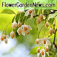 Styrax japonicus, Duftende Schneekugel, Schneeflockenblume, Frühlingsblumen, duftende Blüten, duftende Bäume, weiße Blüten