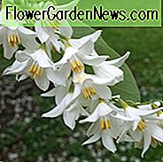 Styrax obassia, Duftende Schneekugel, Frühlingsblumen, duftende Blüten, duftende Bäume, weiße Blüten