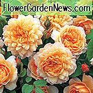 Mid-Atlantic, Mid-Atlantic Garten, David Austin Rosen, David Austin Rosen für Mid-Atlantic, große Rosen, Top Roses, Nordosten, Nordosten Garten, David Austin Roses für den Nordosten, David Austin Roses für den Nordosten