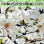 Magnolie stellata, Stern Magnolie, weiße Magnolie, Winterblumen, Frühlingsblumen, weiße Blumen, wohlriechende Bäume, wohlriechende Blumen