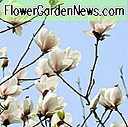 Magnolie Denudata, Yulan Magnolie, Lily Tree, Lilytree, nackte Magnolie, schlanke Magnolie, Magnolia Heptapeta, weiße Magnolie, Winterblumen, Frühlingsblumen, weiße Blüten, duftende Bäume, duftende Blüten