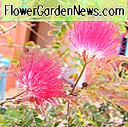 Albizia julibrissin f. rosea, Albizia julibrissin, Seidenbaum, rosa Seidenbaum, Mimose, Albizia julibrissin 'Rosea', sommergrüner Strauch, rosa Blüten, duftender Strauch