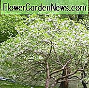 Chionanthus virginicus, Fringe Tree, Duftender Baum, Weiße Blüten, Duftende Blüten, Beeren, schwarze Beeren