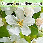 Malus sargentii, Sargent Crabapple, Malus toringo subsp. sargentii, Duftender Strauch, Duftender Baum, Rote Früchte, Rote Beeren, Winterfrüchte