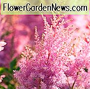 Astilbe 'Hyacinth', Astilbe x Arendsii 'Hyacinth', False Spirea 'Hyacinth', False Goat's Beard 'Hyacinth', Astilbe x Arendsii 'Hyazinth', False Spirea 'Hyazinth', False Goat's Beard 'Hyazinth', Pink astilbe