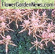 Astilbe 'Sprite', Astilbe Simplicifolia 'Sprite', False Spirea 'Sprite', False Goat's Beard 'Sprite' ', Roze Astilbes, Roze bloemen, bloemen voor schaduw