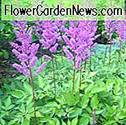 Astilbe Chinensis 'Maggie Daley', Chinese Astilbe 'Maggie Daley', False Spirea 'Maggie Daley', False Goat's Beard 'Maggie Daley', Astilbe 'Maggie Daley', paarse Astilbes, Paarse bloemen, roze Astilbes, Roze bloemen, bloemen voor schaduw