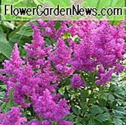 Astilbe Chinensis var. Pumila, Dwerg Chinese Astilbe, Astilbe Chinensis Minima Astilbe Chinesis 'Pumila', Astilbe Pumila, Roze Astilbes, Roze bloemen, bloemen voor schaduw