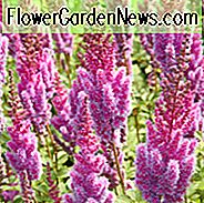 Astilbe Chinensis var. Taquetii 'Purpurlanz', Chinese Astilbe 'Purpurlanz', False Spirea 'Purpurlanz', False Goat's Beard 'Purpurlanz', Astilbe Chinensis var. Taquetii 'Purple Lance', paarse Astilbes, Paarse bloemen, bloemen voor schaduw