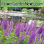 Astilbe Chinensis var. Taquetii 'Superba', Chinese Astilbe 'Superba', False Spirea 'Superba', False Goat's Beard 'Superba', Astilbe 'Superba', paarse Astilbes, Paarse bloemen, bloemen voor schaduw