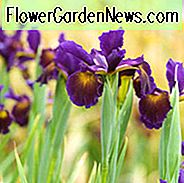 Iris Spuria, blaue Iris 'Lucky Devil', falsche Iris 'v', Salz Marsh Iris 'Lucky Devil', Schmetterlings-Iris 'Lucky Devil', violette Iris, lila Blüten