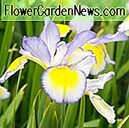 Iris Spuria, blaue Iris 'Missouri Rainbows', falsche Iris 'Missouri Rainbows', Salz Marsh Iris 'Missouri Rainbows', Schmetterling Iris 'Missouri Rainbows', blaue Iris, blaue Blumen, zweifarbige Iris, zweifarbige Blumen