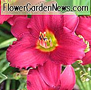 Hemerocallis 'entschuldige mich', Taglilie 'entschuldige mich', Taglilie 'entschuldige mich', 'entschuldige mich' Taglilie, Taglilien, Taglilie, Taglilien, rote Blumen, rote Taglilie, rote Taglilie, Hemerocallidaceae, Staude, Pflanze