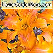 Hemerocallis 'Urschrei', Taglilie 'Urschrei', Taglilie 'Urschrei', 'Urschrei' Taglilie, Taglilien, Taglilie, Taglilien, Orangenblüten, Taglilie, Taglilie, Hemerocallidaceae, Staude, Pflanze