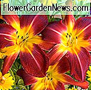 Hemerocallis 'Rubinspinne', Taglilie 'Rubinspinne', Taglilie 'Rubinspinne', 'Rubinspinne' Taglilie, Taglilien, Taglilie, Taglilien, Spider Daylilies, Spider Daylily, Rote Blumen, Rote Taglilie, Rote Taglilie, Hemerocallidaceae, Staude, Pflanze