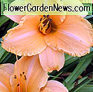 Hemerocallis 'Gekräuselte Aprikose', Taglilie 'Gekräuselte Aprikose', Taglilie 'Gekräuselte Aprikose', 'Gekräuselte Aprikose' Taglilie, Reblooming Taglilie, Taglilien, Taglilie, Taglilien, Aprikosenblüten, Aprikosen Taglilie, Aprikosen Taglilie, Hemerocallidaceae, Staude, Pflanze