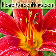 Hemerocallis 'Bess Ross', Taglilie 'Bess Ross', Taglilie 'Bess Ross', 'Bess Ross' Taglilie, Taglilien, Taglilie, Taglilien, Rote Blumen, Rote Taglilie, Rote Taglilie, Mittelzeis Taglilien, Roter Hemerocallis