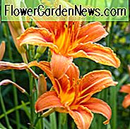 Hemerocallis Fulva, Tawny Daylily, Orange Taglilie, Tiger Daylily, Ditch Lily, Taglilien, Taglilie, Taglilien, orange Blüten, orange Taglilie, orange Taglilie, Hemerocallidaceae, Staude, Pflanze