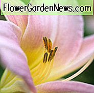Hemerocallis 'Catherine Woodbury', Taglilie 'Catherine Woodbury', Taglilie 'Catherine Woodbury', 'Catherine Woodbury' Taglilie, Taglilie 'Catherine Woodbery', Taglilie 'Catherine Woodbery', 'Catherine Woodbery' Taglilie, Taglilien, Taglilie, Taglilien, Rosa Blüten, rosa Taglilie, rosa Taglilie, Hemerocallidaceae, Staude, Pflanze