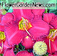 Hemerocallis 'Chicago Apache', Taglilie 'Chicago Apache', Taglilie 'Chicago Apache', Chicago Apachen 'Taglilie, Taglilien, Taglilie, Taglilien, rote Blumen, rote Taglilie, rote Taglilie, Hemerocallidaceae, Staude, Pflanze