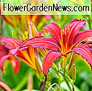 Hemerocallis 'Crimson Pirate', Taglilie 'Crimson Pirate', Taglilie 'Crimson Pirate', 'Crimson Pirate' Taglilie, Taglilien, Taglilie, Taglilien, Spider Daylilies, Spider Daylily, Rote Blumen, Rote Taglilie, Rote Taglilie, Hemerocallidaceae, Staude, Pflanze