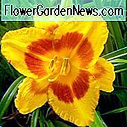 Hemerocallis hat mich getäuscht, Taglilie hat mich getäuscht, Taglilie hat mich getäuscht, mich getäuscht Taglilien, Taglilien, Taglilien, zweifarbige Blüten, zweifarbige Taglilie, zweifarbige Taglilie, Hemerocallidaceae, Staude, Pflanze