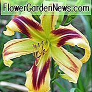 Hemerocallis 'Free Wheelin', Taglilie 'Free Wheelin', Taglilie 'Free Wheelin', 'Free Wheel' Taglilie, Reblooming Daylily, Taglilien, Daylily, Taglilien, zweifarbige Blüten, zweifarbige Taglilie, zweifarbige Taglilie, Hemerocallidaceae, Staude, Pflanze