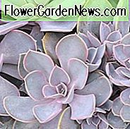 Echeveria 'Perle von Nürnberg', 'Perle von Nürnberg' Echeveria, rosa Echeveria, violette Echeveria, rosa Sukkulente, violette Sukkulente