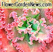 Echeveria 'Princess Lace', 'Princess Lace' Echeveria, rosa Echeveria, lila Echeveria, rosa Sukkulenten, lila Sukkulenten
