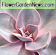 Echeveria 'Purple Pearl', 'Lila Perle' Echeveria, Rosa Echeveria, Purple Echeveria, rosa Sukkulenten, lila Sukkulenten