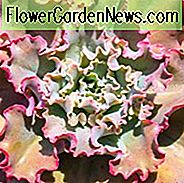 Echeveria 'Ruffles', 'Ruffles' Echeveria, rosa Echeveria, Purple Echeveria, rosa Sukkulenten, lila Sukkulenten