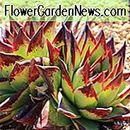 Echeveria agavoides 'Ebony', Echeveria Ebony, 'Ebony' Echeveria, rote Echeveria, grüne Echeveria, rote Sukkulente, grüne Sukkulente