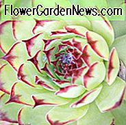 Echeveria agavoides 'Maria', Echeveria Maria, 'Maria' Echeveria, Rote Echeveria, Grüne Echeveria, Rote Sukkulente, Grüne Sukkulente