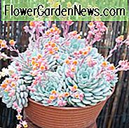 Echeveria derenbergii, Echeveria Distelfalter, Blaue Echeveria, graue Echeveria, Baby Echeveria, Blaue Sukkulente, graue Sukkulente
