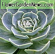 Echeveria elegans, mexikanischer Edelstein, Henne und Küken, mexikanische Geisterpflanze, mexikanischer Schneeball, blaue Echeveria, graue Echeveria, blaue Sukkulente, graue Sukkulente