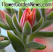 Echeveria harmsii, Red Echeveria, Plüschpflanze, Oliveranthus elegans, Oliverella elegans, Grüne Echeveria, Rote Sukkulente, Grüne Sukkulente