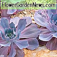 Echeveria 'Afterglow', 'Afterglow' Echeveria, rosa Echeveria, lila Echeveria, rosa Sukkulenten, lila Sukkulenten