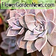 Echeveria lilacina, 'Ghost Echeveria, Rosa Echeveria, graue Echeveria, rosa Sukkulente, grau Sukkulente